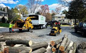 Best Tree Removal  in Williamston, SC