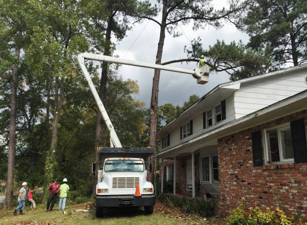 Reliable Williamston, SC Tree Care Solutions