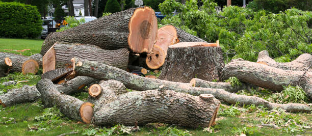 Best Stump Grinding and Removal  in Williamston, SC